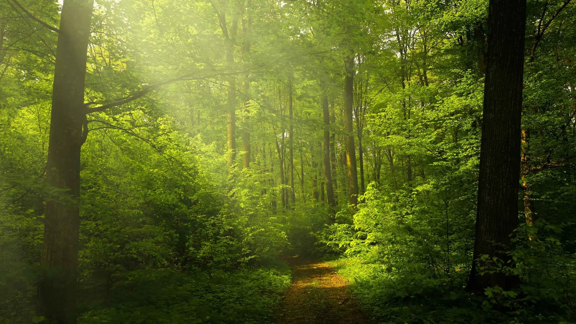 hotel eco sostenibile green impegno-eco-natura-sprechi-foresta