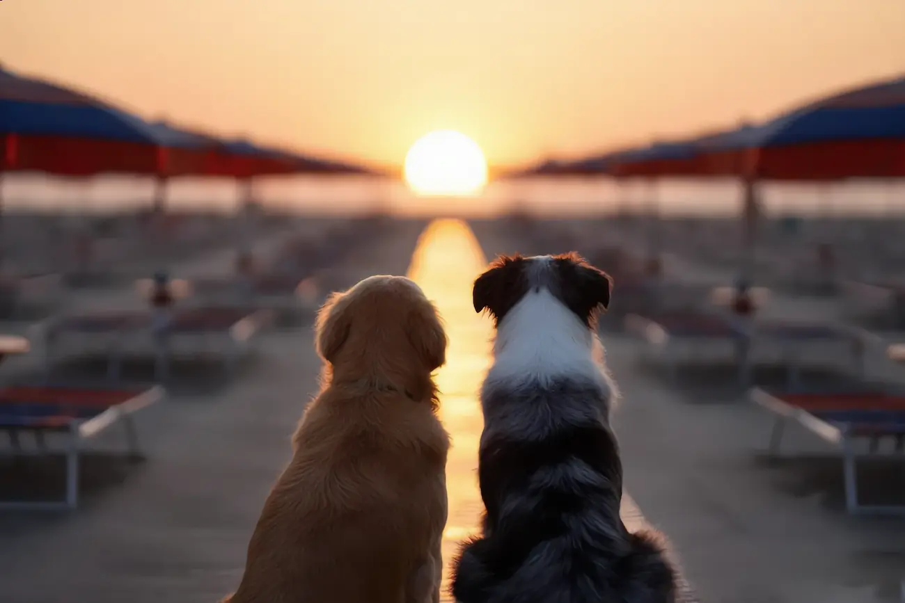 cane in vacanza, ammessi in spiaggia